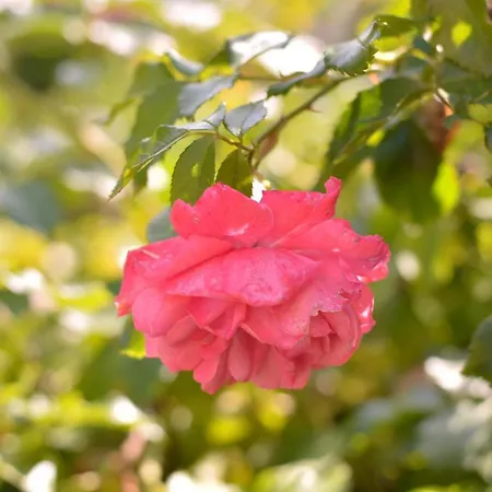 Вілла Sirbi House